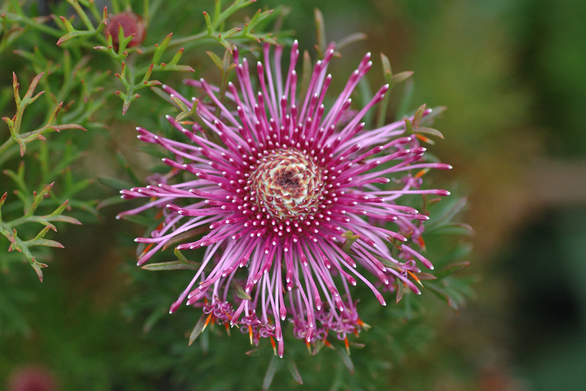 美丽鼓槌木Isopogon formosus