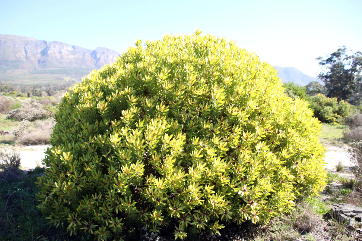 桂叶木百合Leucadendron laureolum
