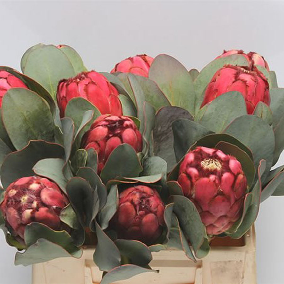 大头帝王花Protea grandiceps