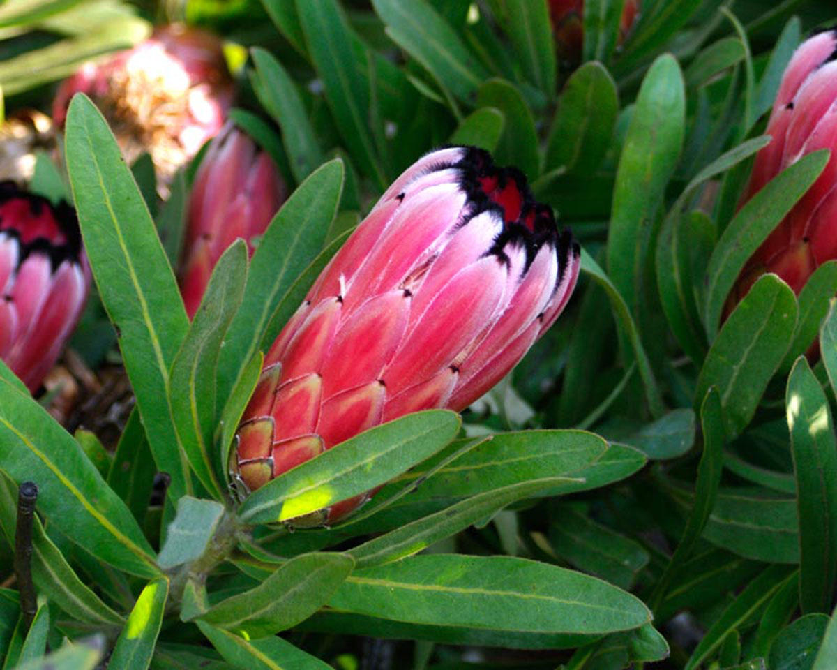 夹竹桃叶帝王花Protea  neriifolia
