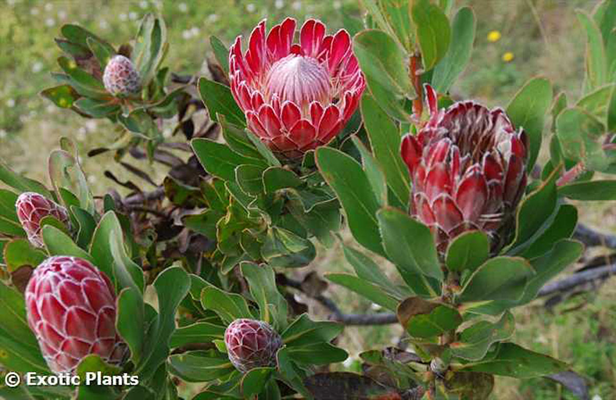 密叶帝王花Protea compacta