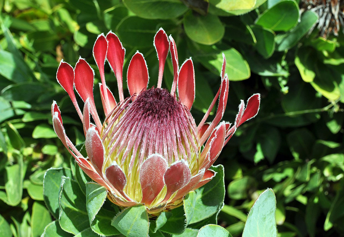 卓越帝王花Protea eximia