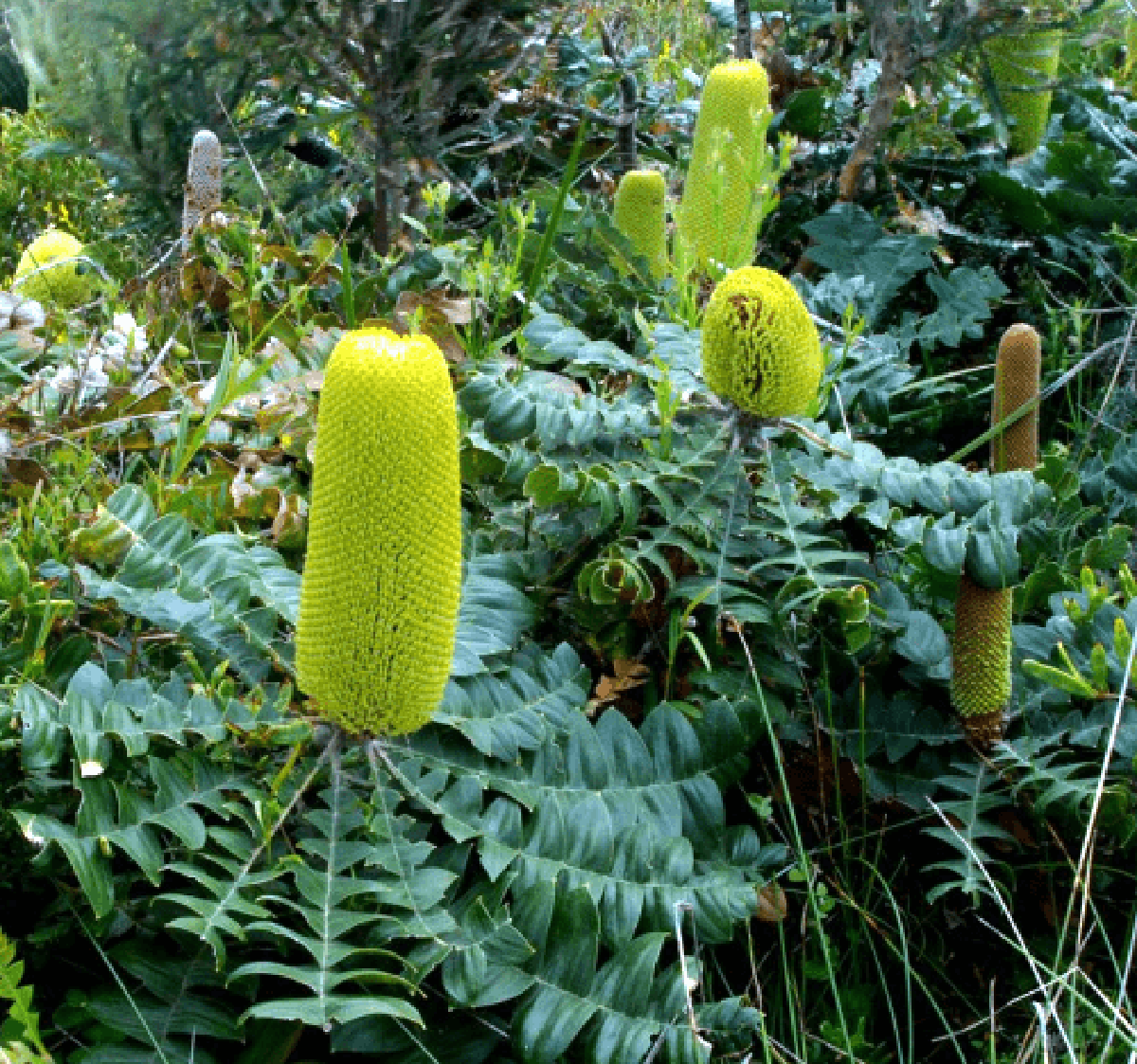 邦克希木Banksia grandis