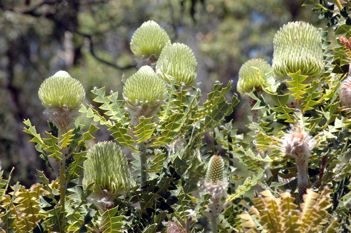 巴克斯佛塔树Banksia baxteri