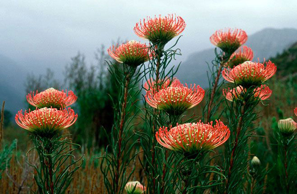 Leucospermum lineare