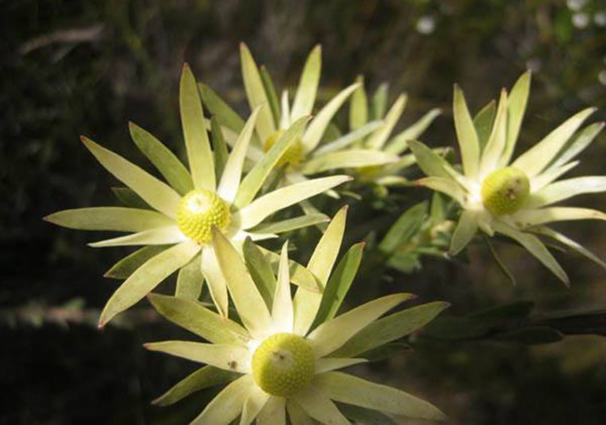 Leucadendron uliginosum