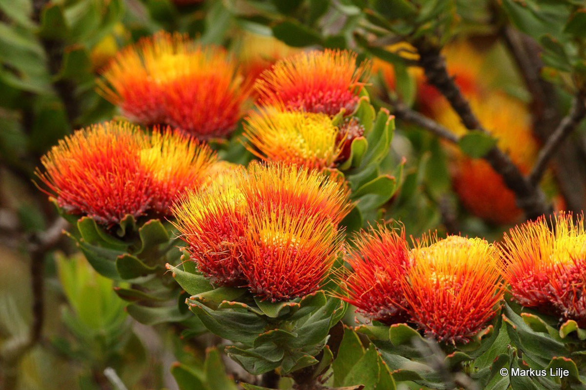 Leucospermum oleifolium