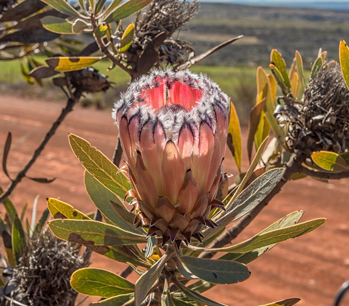 桂叶帝王花Protea laurifolia