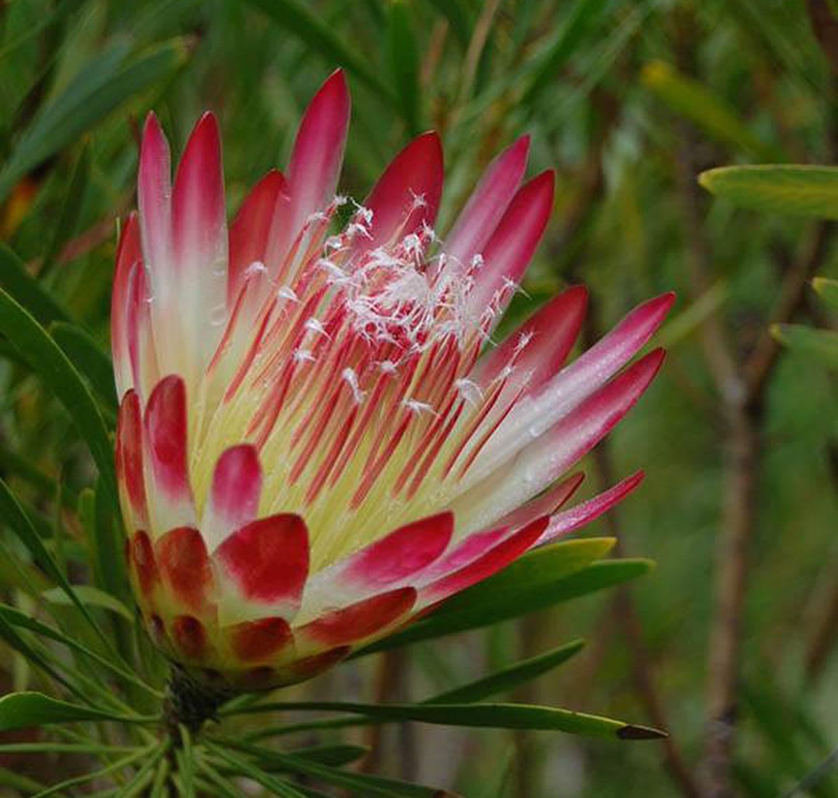 匐枝帝王花Protea repens