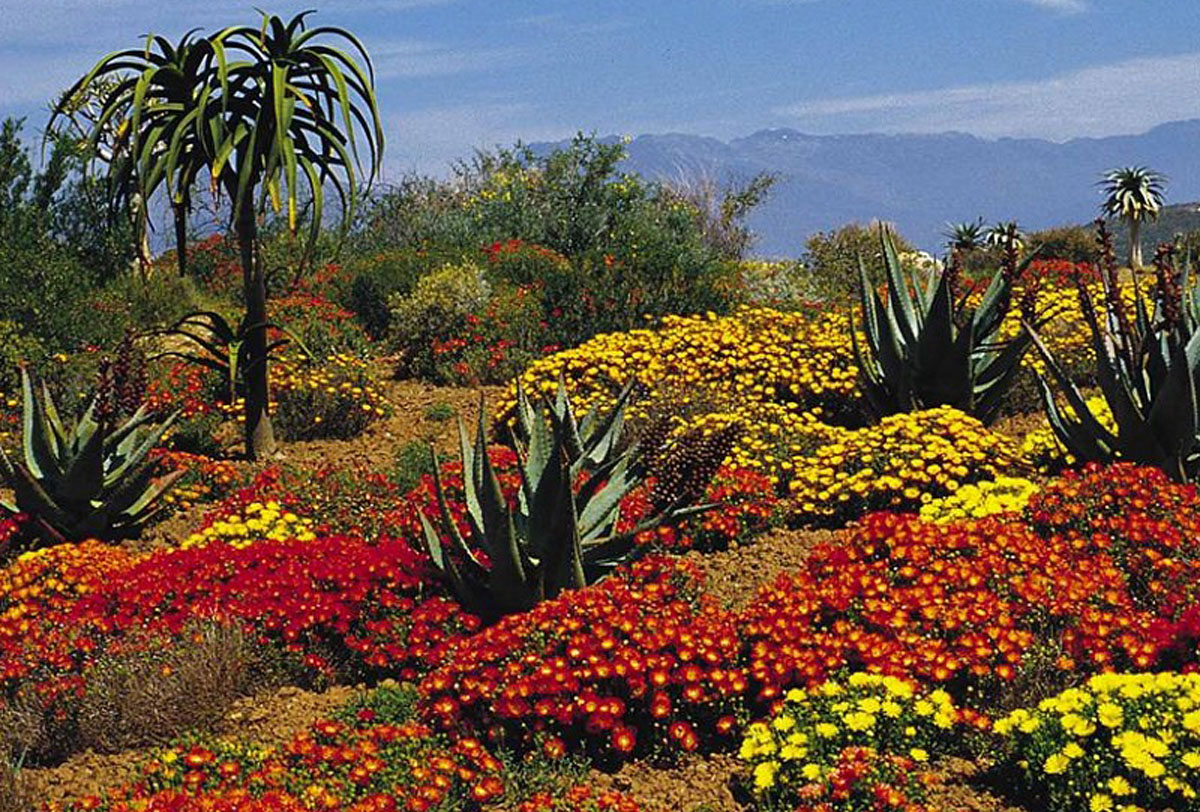 开普植物王国Cape Floral Kingdom