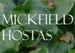 英国Mickfield玉簪苗圃