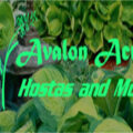 美国Avalon Acres玉簪苗圃