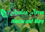 美国Avalon Acres玉簪苗圃