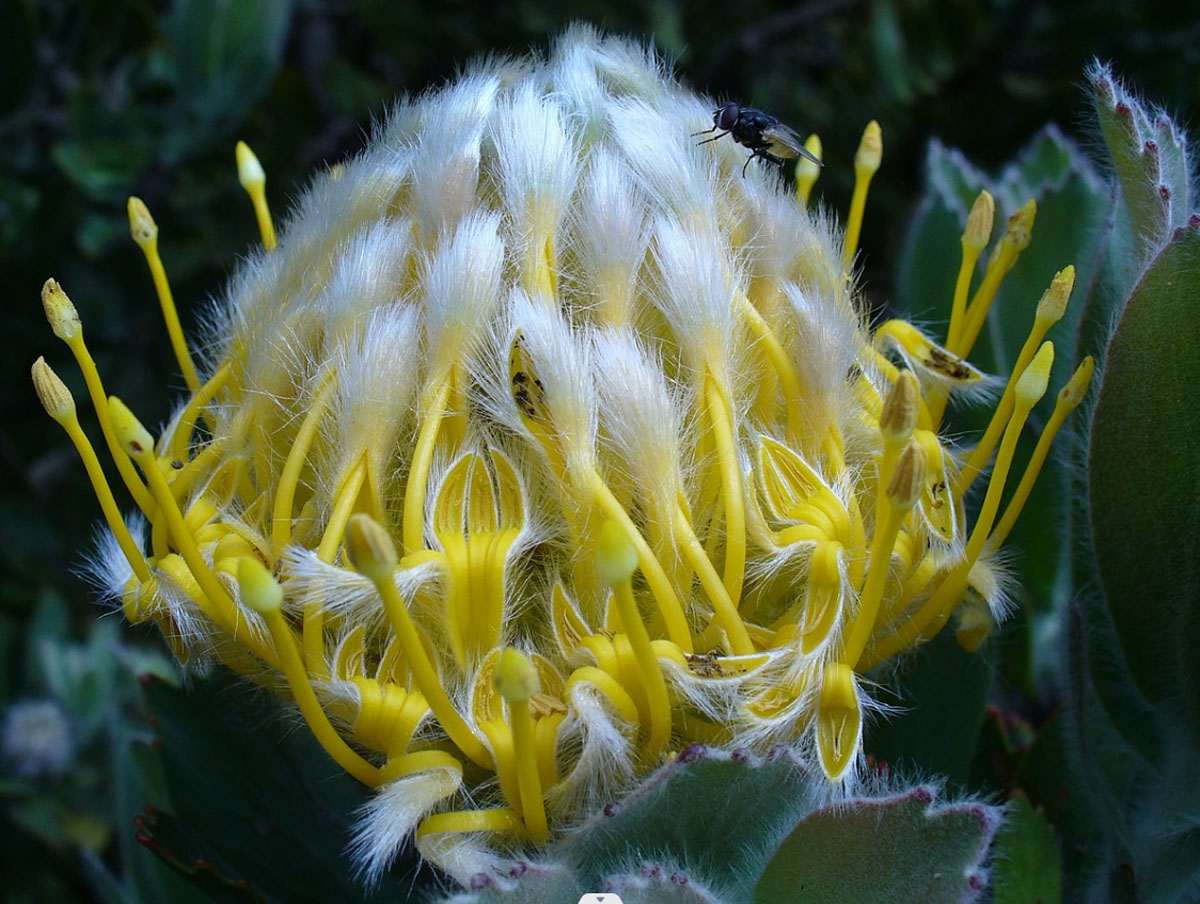 Leucospermum concarpodendron