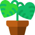 美国室内植物大师博客