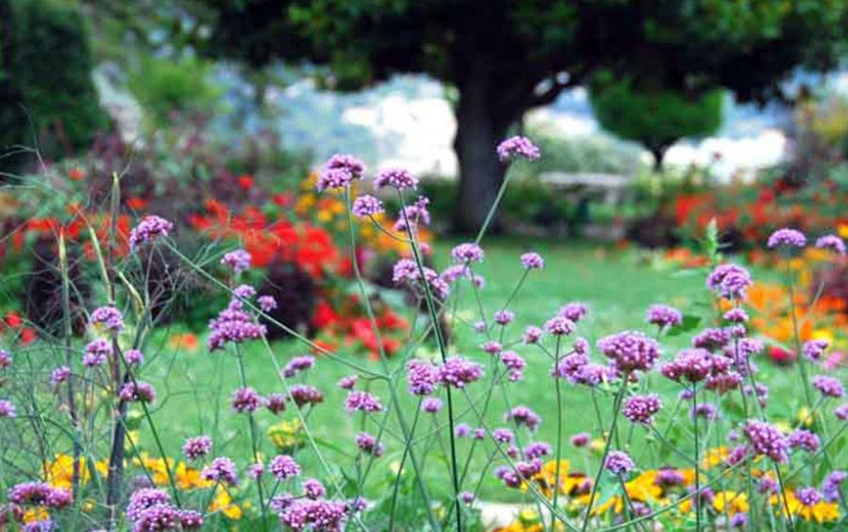 柳叶马鞭草Verbena bonariensis ，又称为高马鞭草Tall Verbena