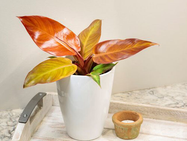 室内植物珍稀品种