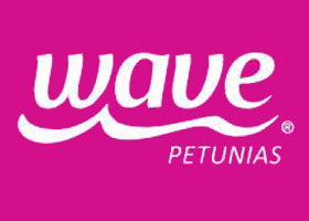 美国WAVE®矮牵牛