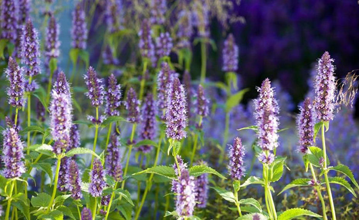 Agastache 'Black Adder'（巨型牛膝草Giant Hyssop）