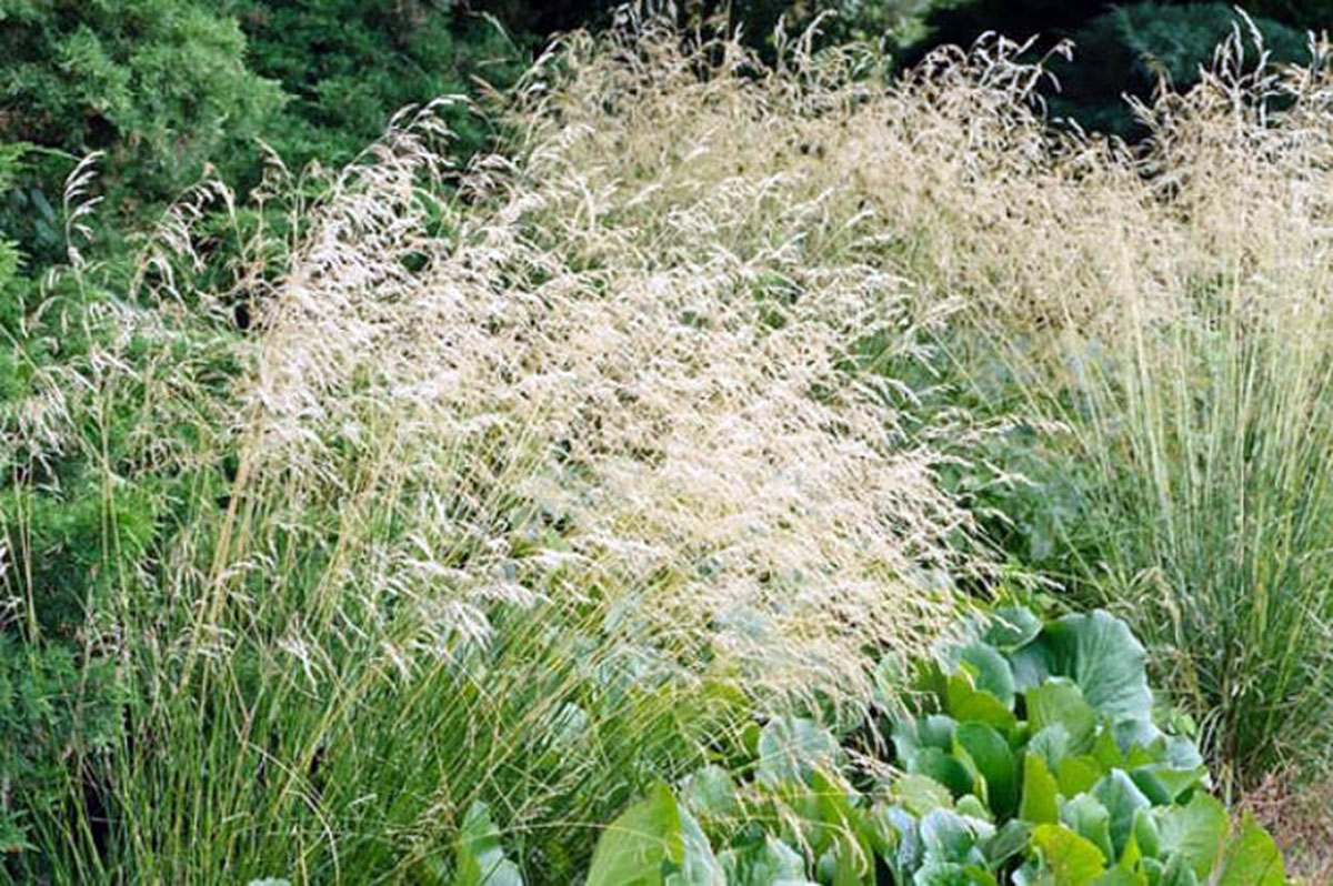 发草Deschampsia cespitosa ，又被称为簇绒草Tufted Hair Grass