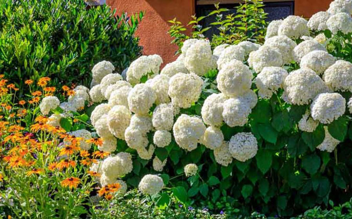 乔木绣球Hydrangea arborescens 'Annabelle' ，又被称为平滑绣球Smooth Hydrangea