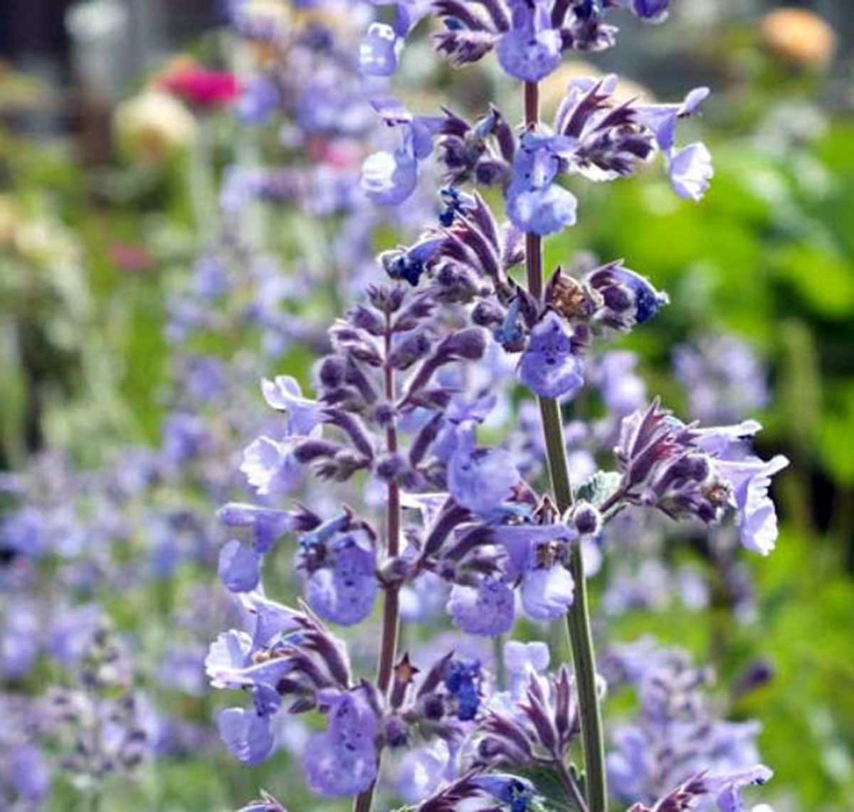 荆芥 Nepeta '六山巨人Six Hills Giant' (猫薄荷Catmint)