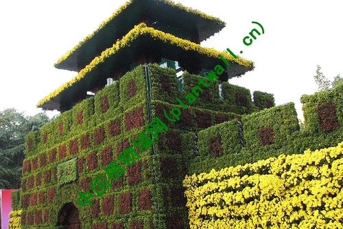 中国植物墙网