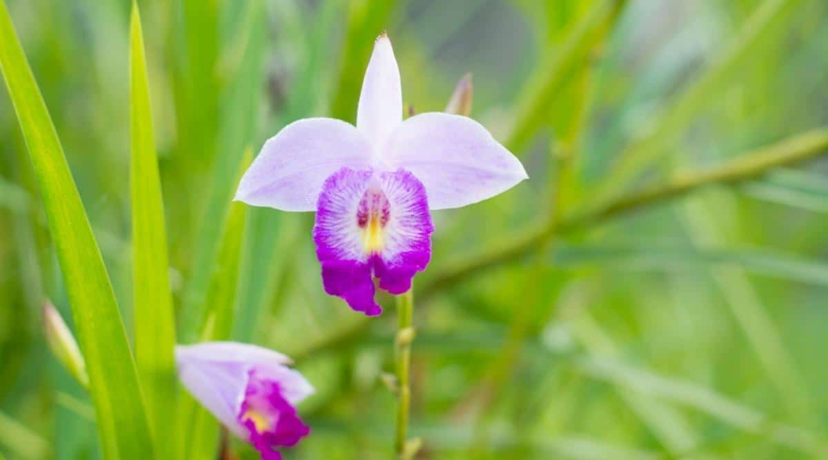 竹叶兰Arundina graminifolia（Bamboo Orchid）