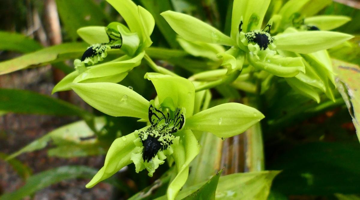 提琴贝母兰Coelogyne pandurata（黑色提琴兰Black Fiddle Orchid）