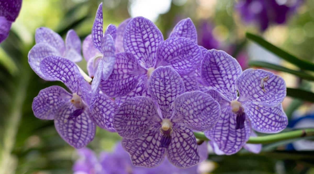 大花万代兰Vanda coerulea（Blue Vanda Orchid）