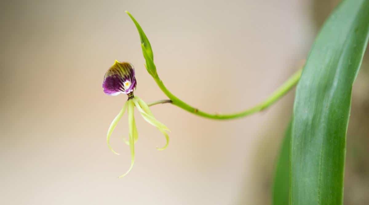 章鱼兰Prosthechea cochleata（Cockleshell Orchid）