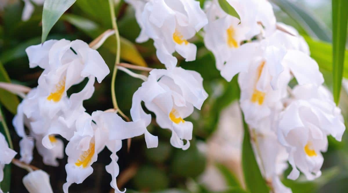 贝母兰Coelogyne cristata（凤头雪兰Crested Snow Orchid）