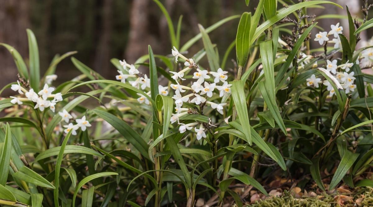 秋花悬树兰Earina autumnalis（复活节兰花Easter Orchid）