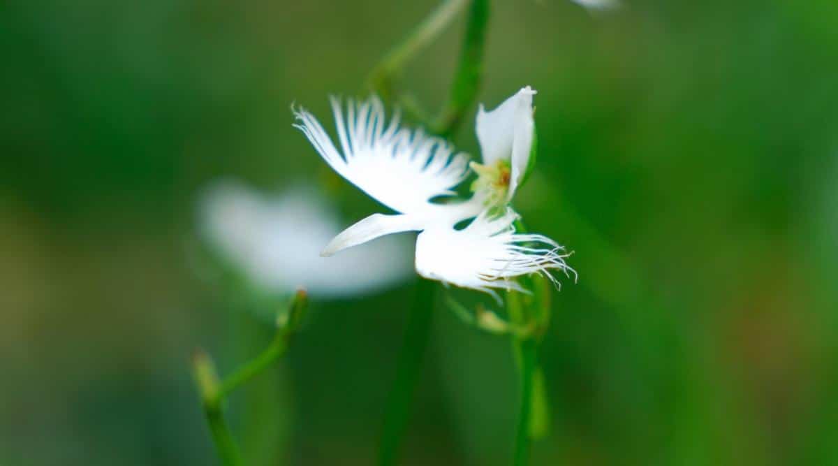 鹭兰Pecteilis radiata（白鹭兰Egret Flower Orchid）