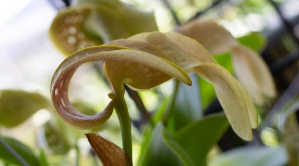 鹅头石豆兰Bulbophyllum grandiflorum（Foul Giant Orchid）