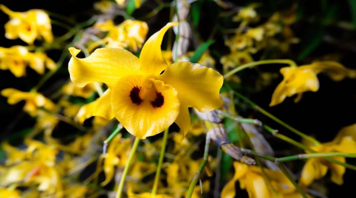 鼓槌石斛Dendrobium chrysotoxum（炒鸡蛋兰花Fried-Egg Orchid）