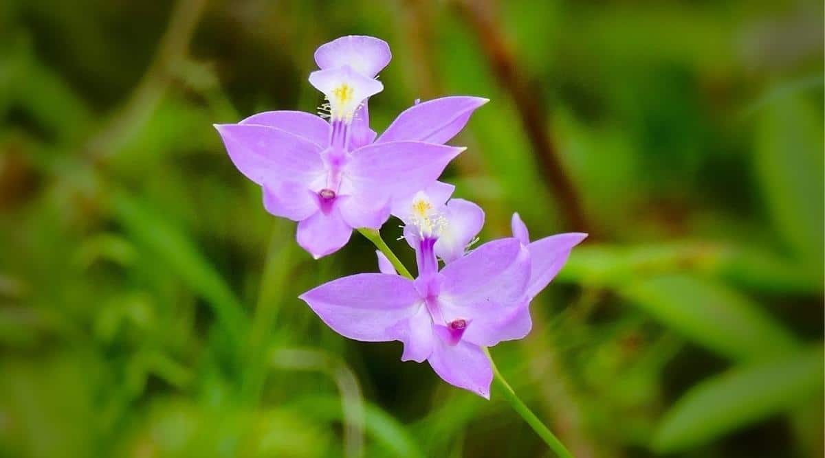 美须兰Calopogon tuberosus（Grass Pink Orchid）