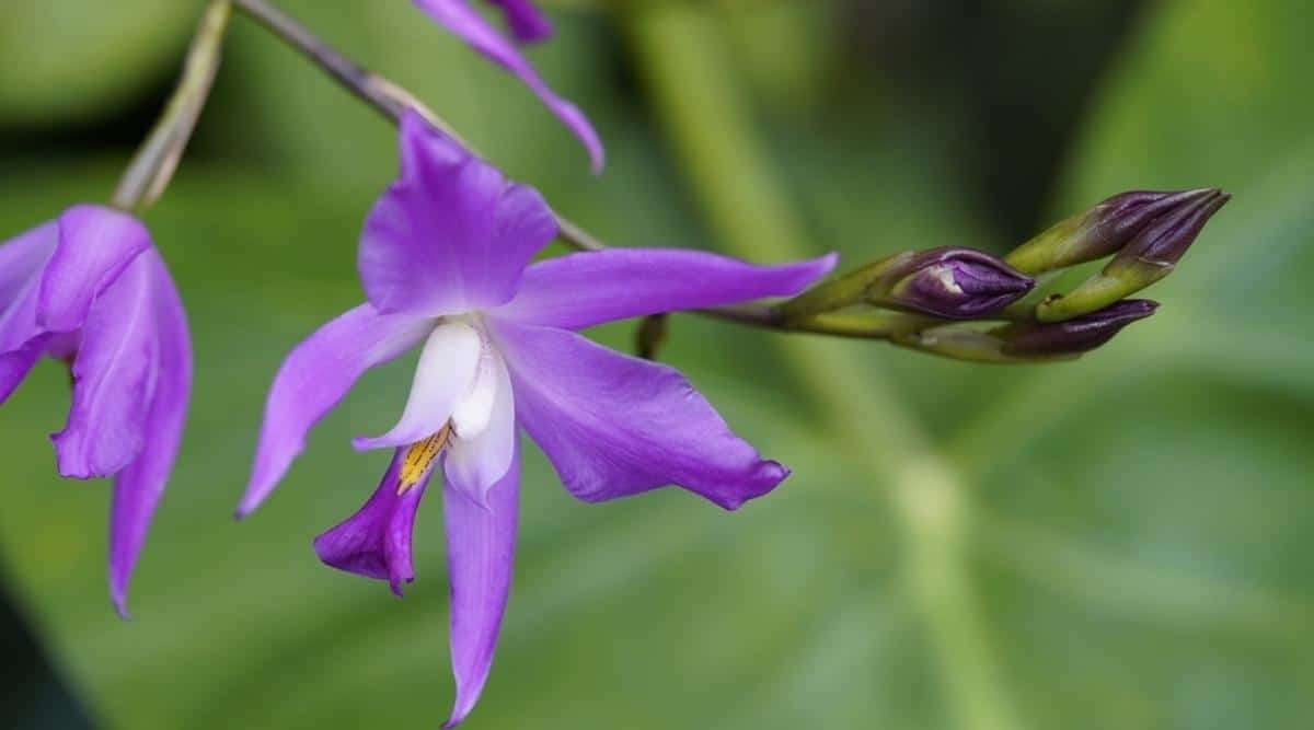 蕾丽兰Laelia gouldiana（万圣节兰花Halloween Orchid）