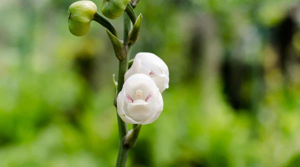 鸽子兰Peristeria elata（圣灵兰Holy Ghost Orchid）