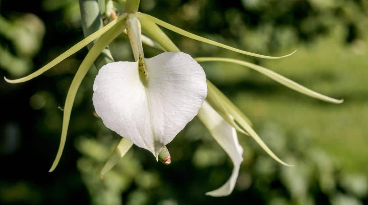 夜夫人白拉索兰Brassavola nodosa（夜之女兰花Lady of the Night Orchid）