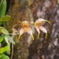 尾萼兰属Masdevallia（Masdevallia Orchids）