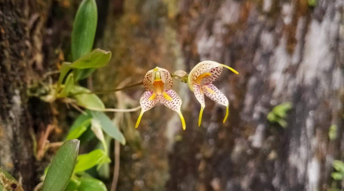 尾萼兰属Masdevallia（Masdevallia Orchids）