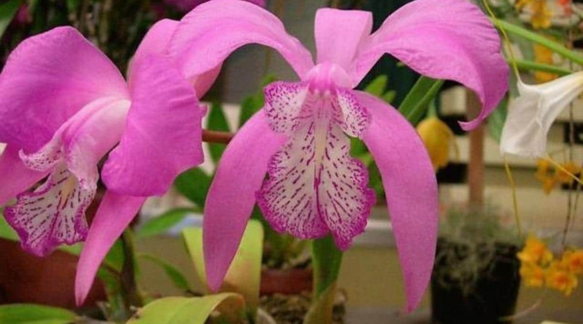 蕾丽兰Laelia speciosa（五月花兰Mayflower Orchid）