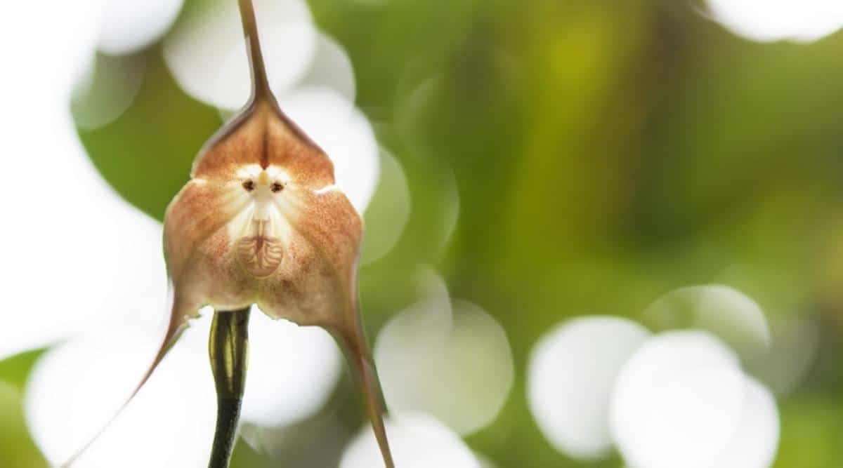 猴面小龙兰Dracula simia（Monkey-Face Orchid）