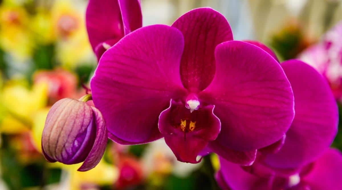 蝴蝶兰Phalaenopsis spp.（Moth Orchids）