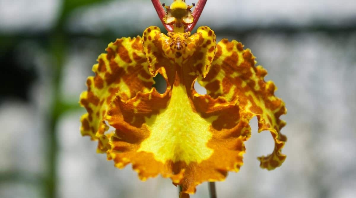 拟蝶唇兰Psychopsis papilio（东北蝴蝶兰Northeastern Butterfly Orchid）