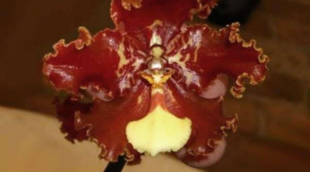 视觉盛宴-争奇斗艳的47个热带兰花品种大赏 – 是最有魅力的开花植物之一,也是开花植物最大的科之一,有26000多种,今天存在的兰 - 放眼 ...