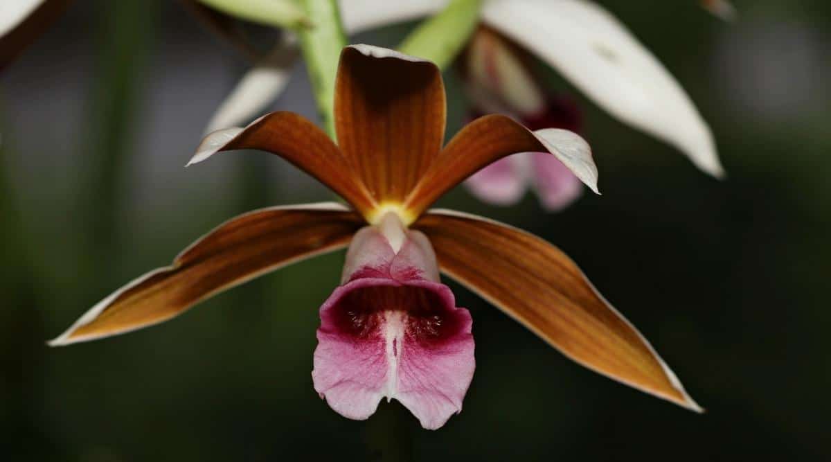 鹤顶兰属Phaius spp.（Phaius Orchids）