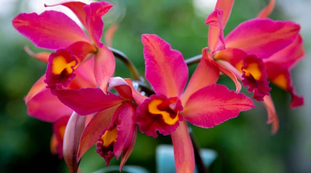 卡特兰属Cattleya spp.（Cattleya Orchids）
