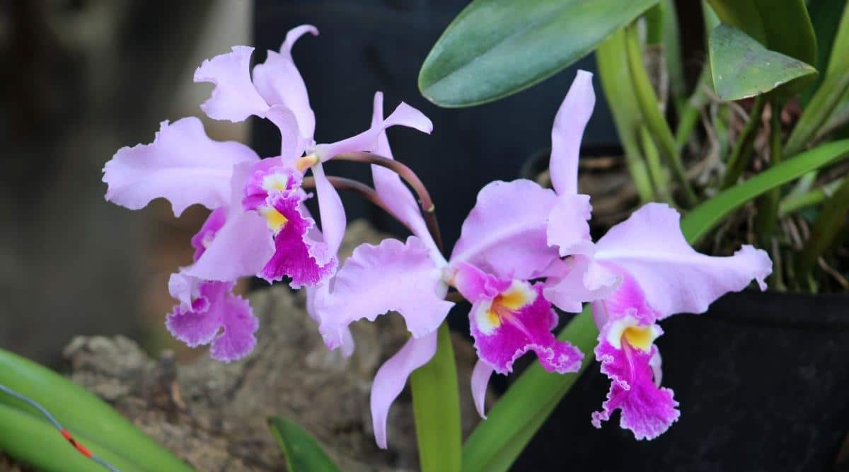 红唇卡特兰Cattleya trianae（圣诞兰Christmas Orchid）